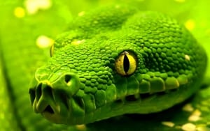 snake