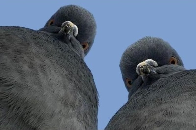 Сервис Pigeoncoin взломан. Размер ущерба — 235 млн PGN