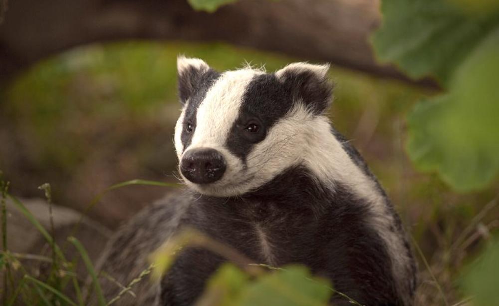 Разработчики Bitcoin Cash создали новый кошелек Badgerwallet.cash