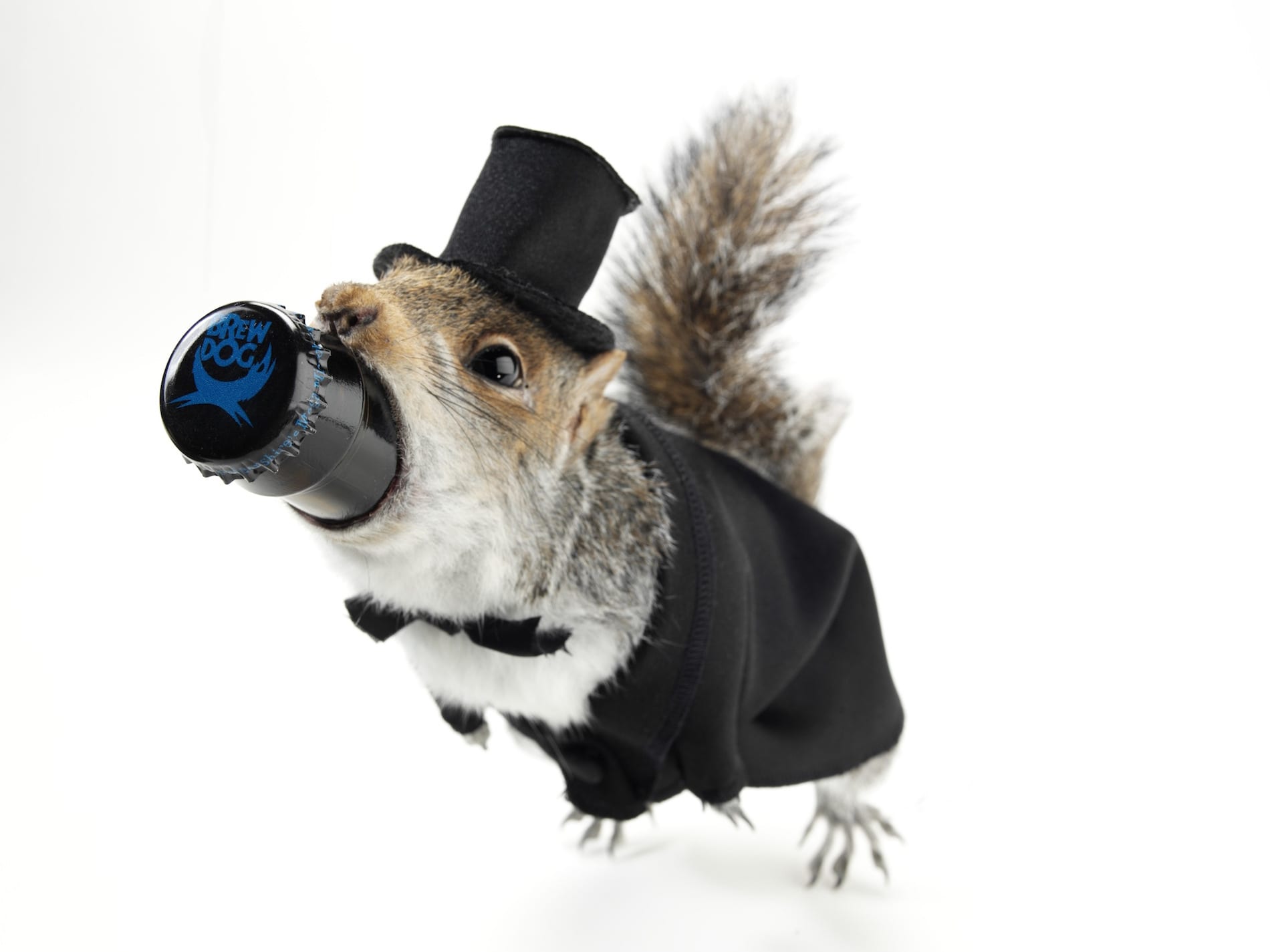 Компания Brewdog открыла новый бар, в котором принимают биткоины