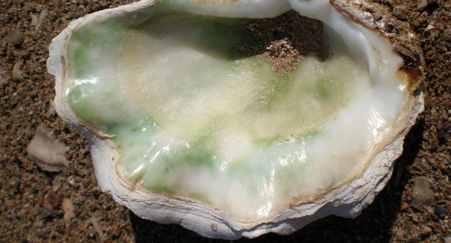 Основатель сервиса Oyster исчез после продажи токенов на $300 тыс.
