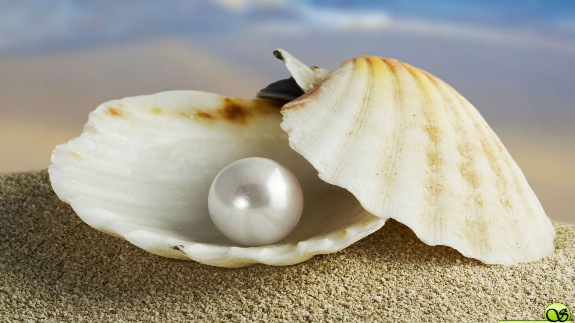 После форка и ребрендинга платформа Oyster стала сервисом Opacity