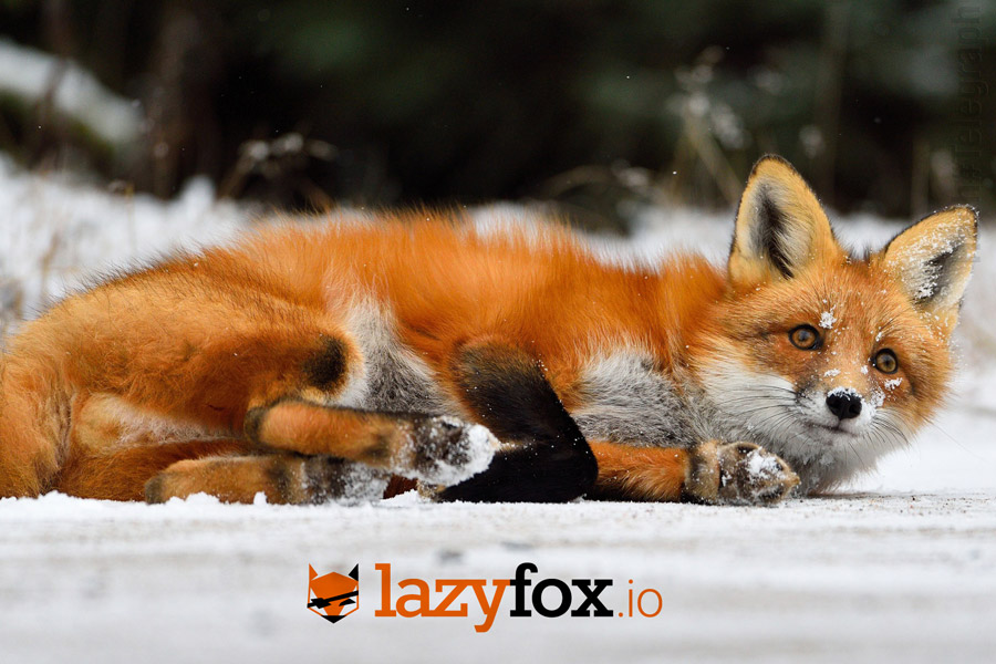 Платформа Lazyfox.io вознаграждает пользователей за выполнение заданий