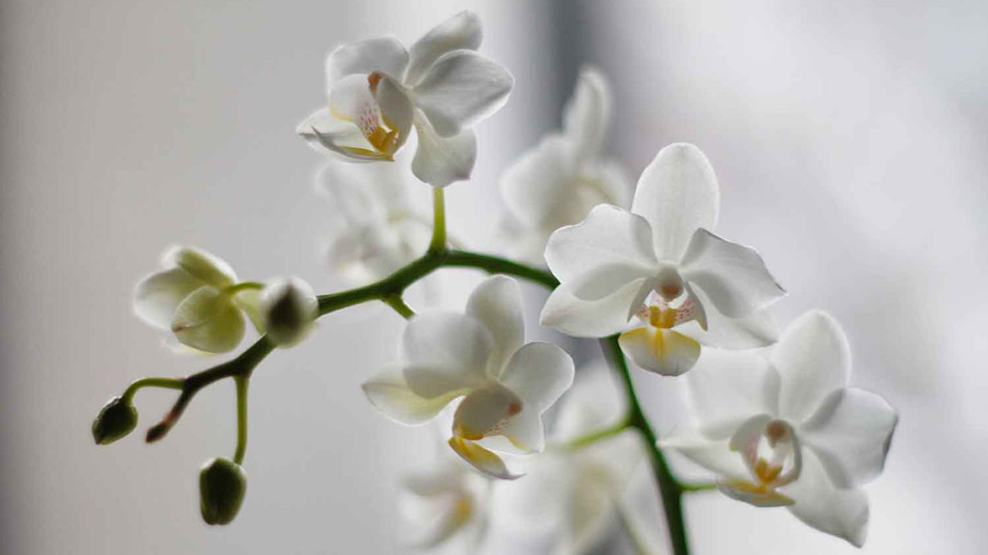 Компания Orchid Labs получила $7 млн на разработку протокола анонимного доступа к интернету