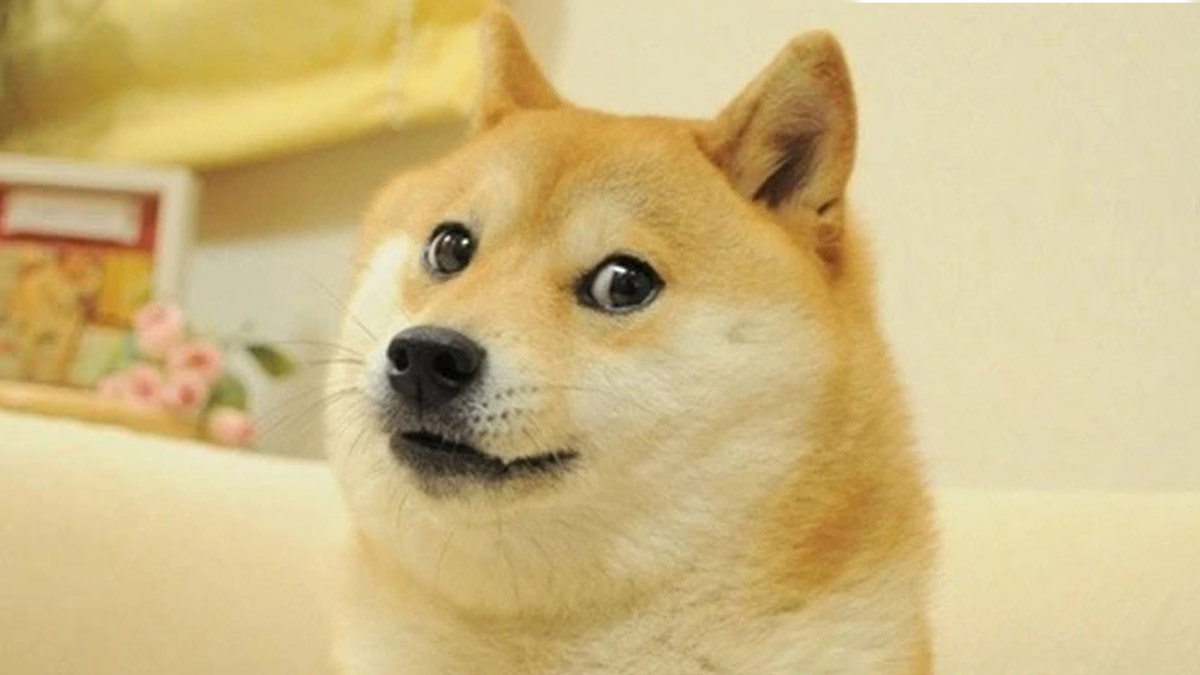 Пчелы против меда: создатель Dogecoin выступил против мем-токенов
