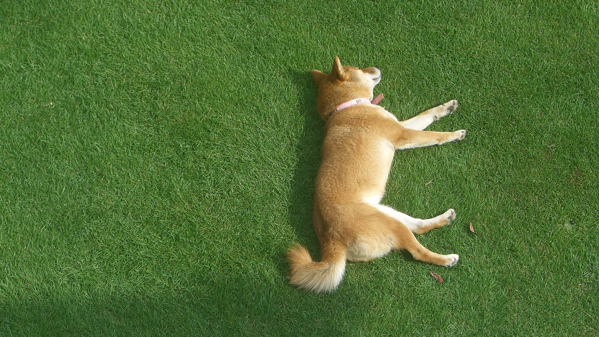 Илон Маск снова обвалил криптовалюту. На сей раз не повезло Shiba Inu