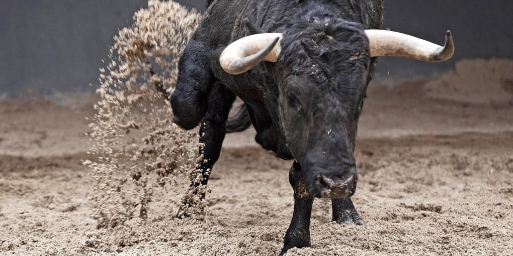 bull