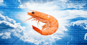 shrimps-meme