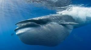 Исследование Chainalysis: биткойн-киты стабилизируют рынок