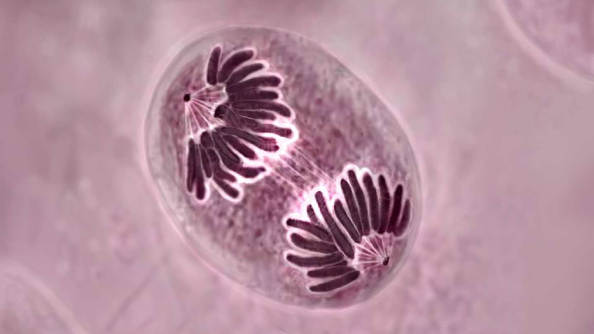 Обновление Bitcoin SV под названием Genesis привело к разделению цепи  блокчейна - Hash Telegraph