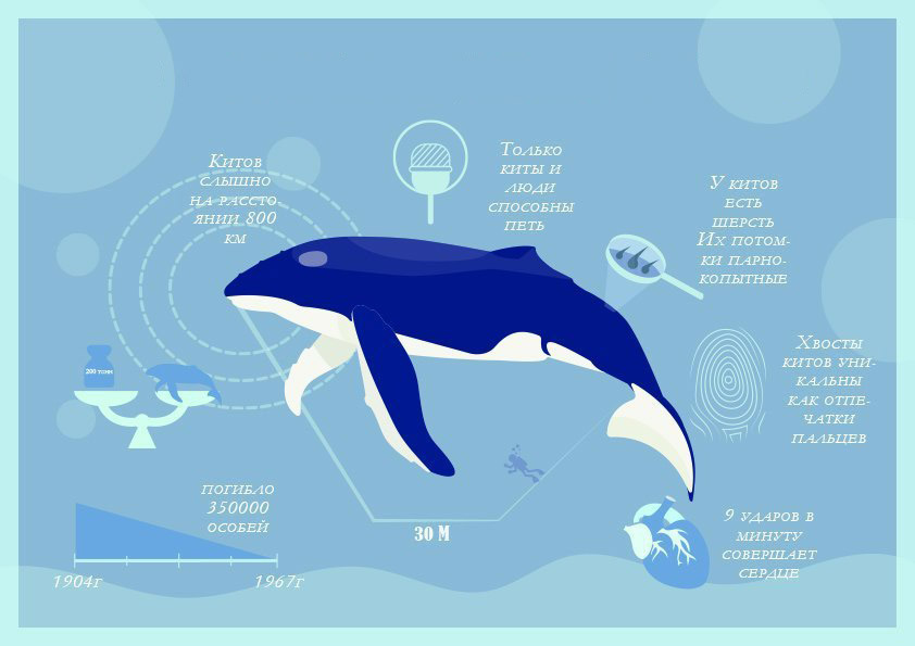Где живет кит русский язык 1 класс. Интересные факты о китах. Всемирный день защиты морских млекопитающих. Интересные факты о китообразных. Всемирный день китов 19 февраля.
