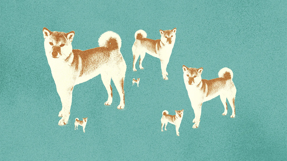 Не все собаки одинаково полезны — команда Shiba Inu предупреждает о мошенничестве