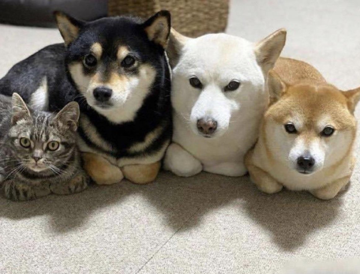 Кот среди собак картинка